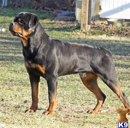 Rottweiler stud dog